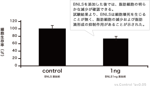 BNLSを添加した後では、脂肪細胞の明らかな減少が確認できる。試験結果より、BNLSは細胞壊死を生じることが無く、脂肪細胞の減少および脂肪滴形成の抑制作用があることが示された。