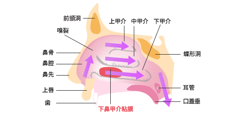 鼻腔内