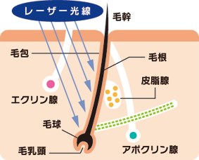 毛乳頭と毛周期について