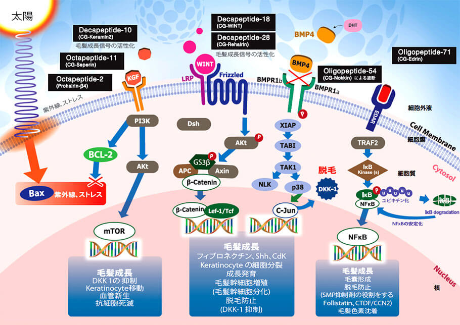 Dr.CYJヘアフィラーに含まれている7種の発毛ペプチド（特許取得済み）