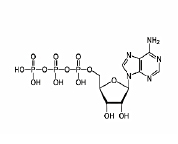 アデノシン三リン酸(ATP)