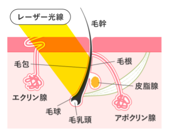 毛乳頭と毛周期について