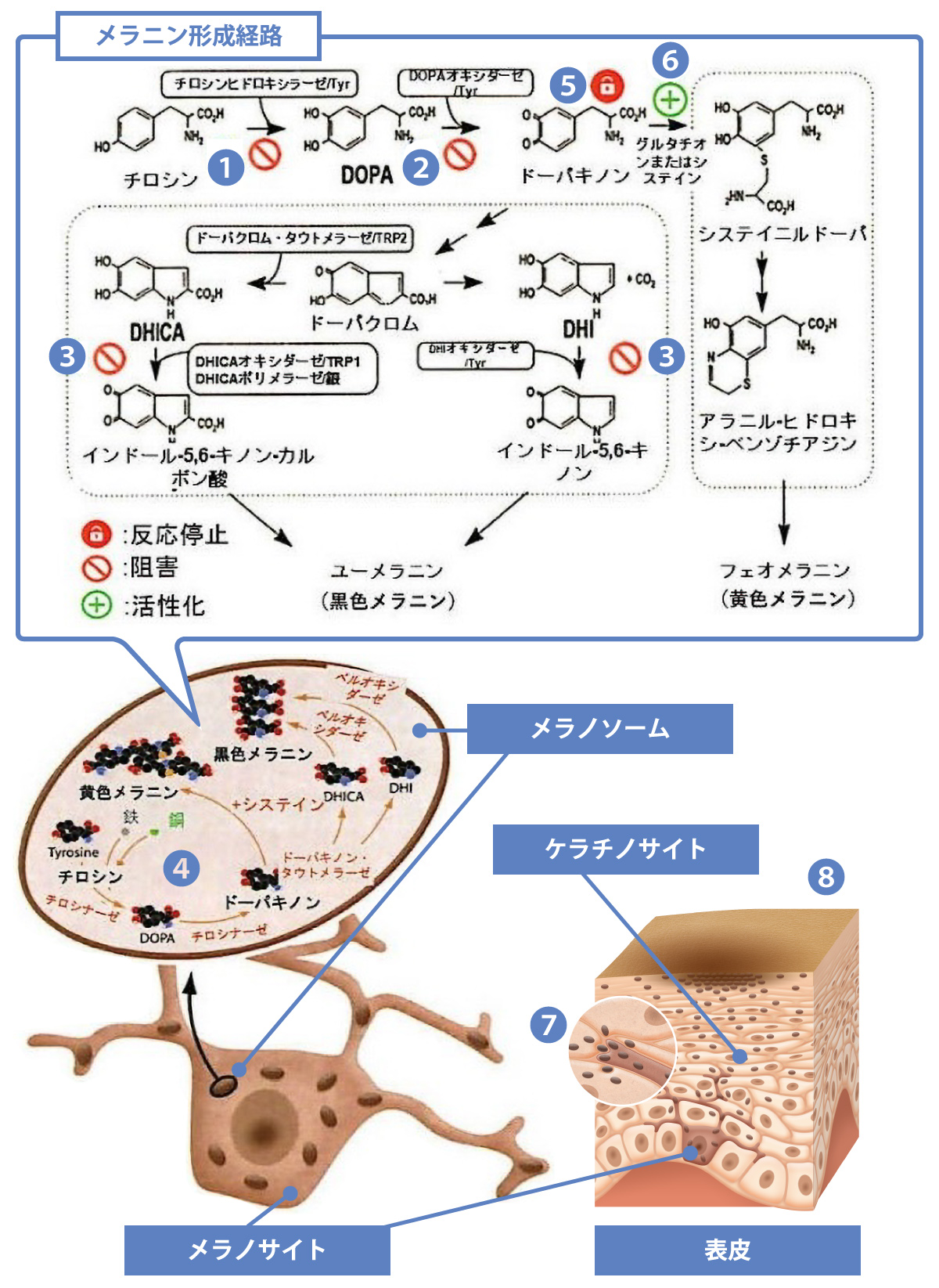 Cyspera®の作用機序