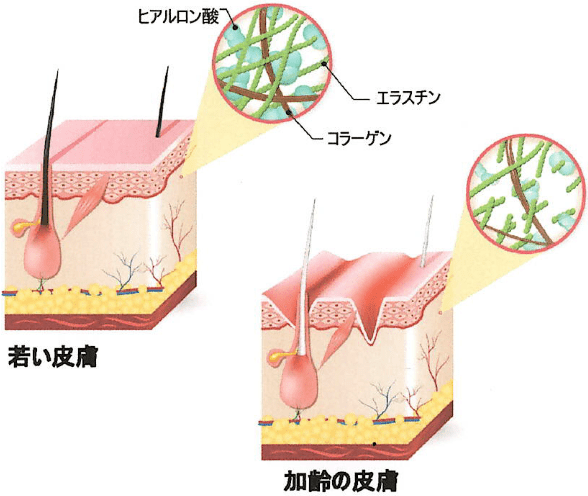 スネコスは”細胞外マトリックス”の環境を整える作用があるため、肌細胞を活性化させる