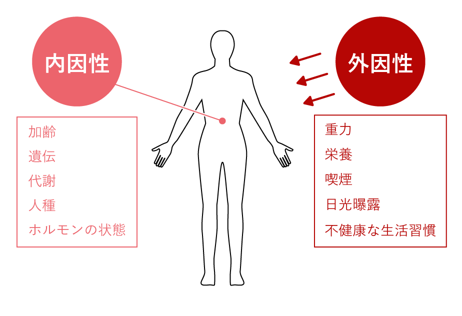 スネコスの特性