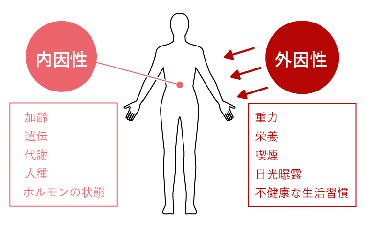 スネコスの特性