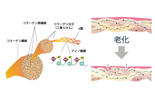 スネコスの主成分