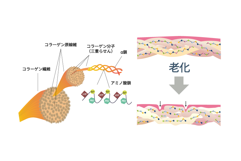 スネコスの主成分