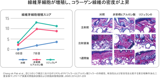 線維芽細胞が増殖し、コラーゲン繊維の密度が上昇