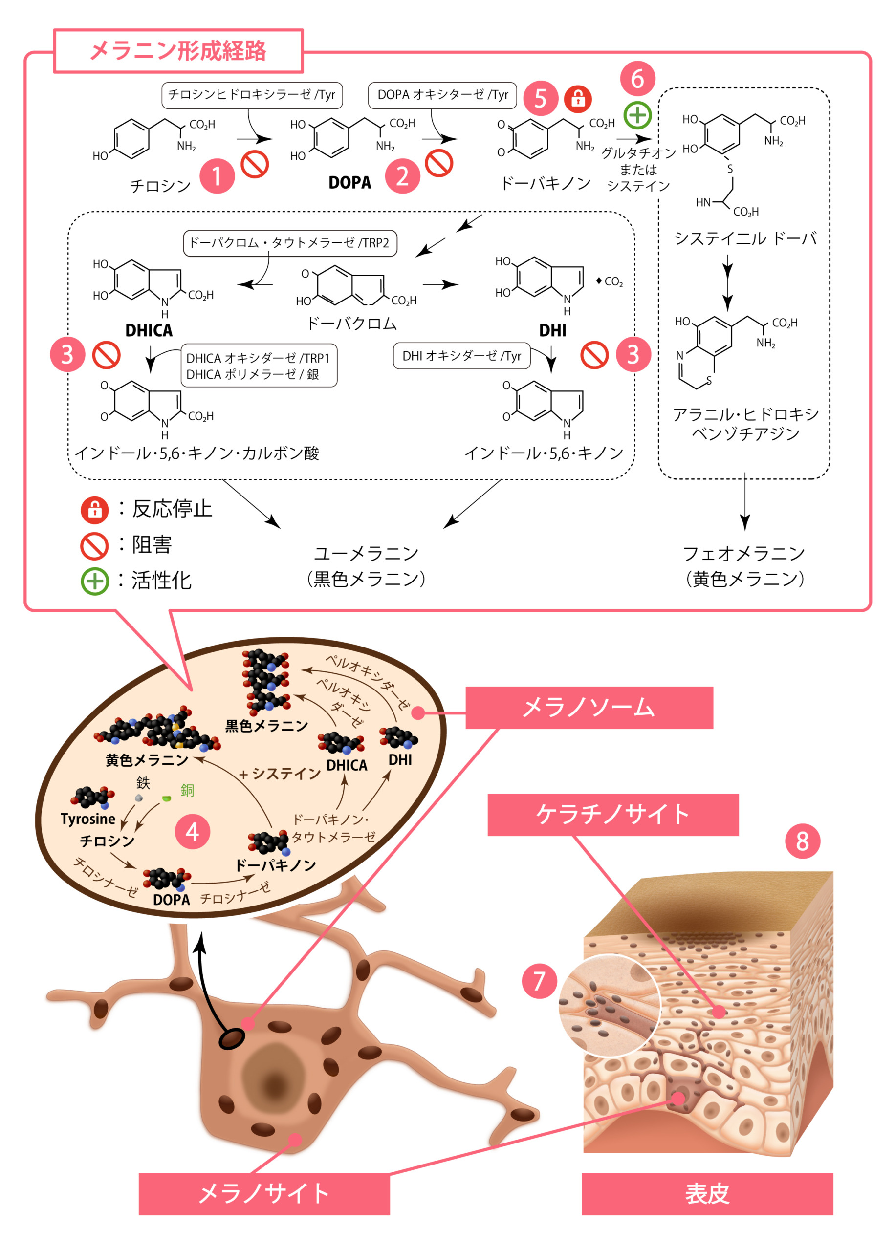 Cyspera®の作用機序
