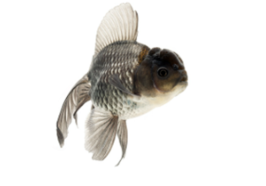 黒い金魚の画像