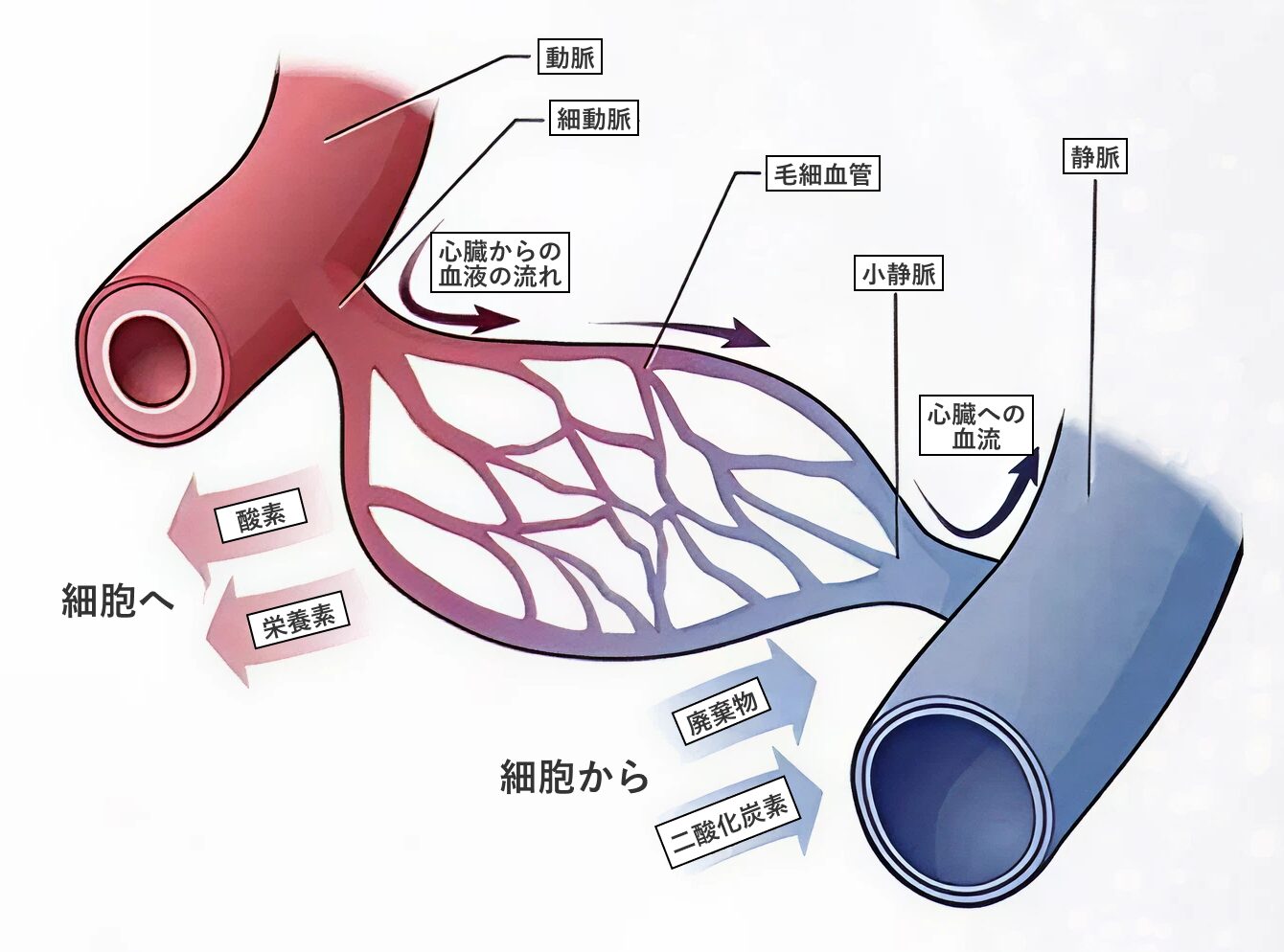 毛細血管の図